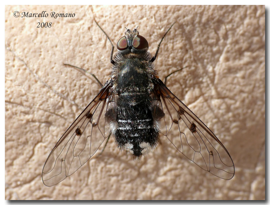 Insetti dalla Croazia: 10.Spogostylum tripunctatum (Bombyl.)